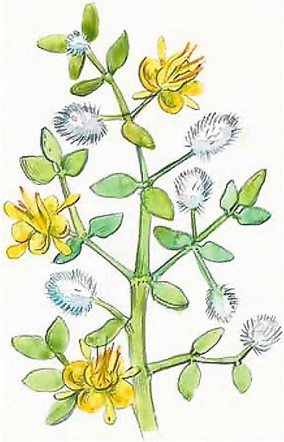 Иллюстрация к книге — Жизнь замечательных растений [zhizn_zamechatelny_rastenijj01351.jpg]