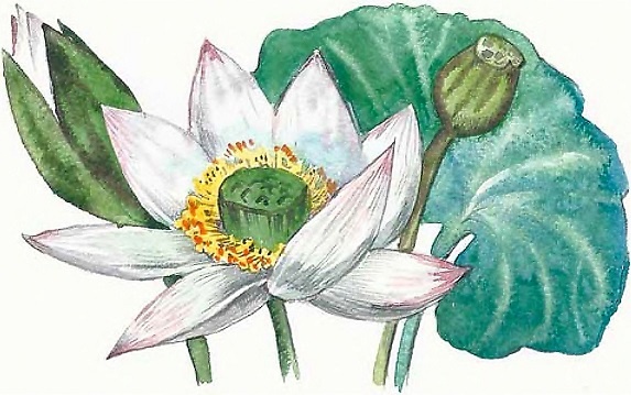 Иллюстрация к книге — Жизнь замечательных растений [zhizn_zamechatelny_rastenijj01361.jpg]