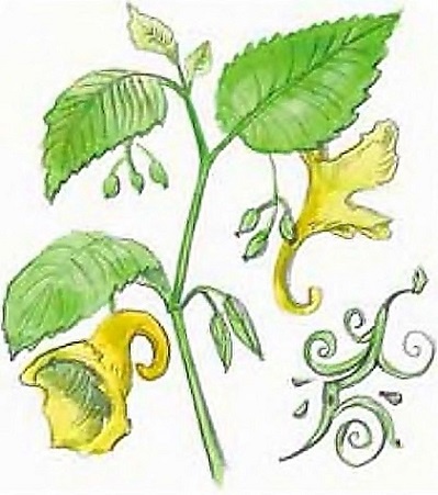 Иллюстрация к книге — Жизнь замечательных растений [zhizn_zamechatelny_rastenijj01371.jpg]