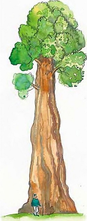 Иллюстрация к книге — Жизнь замечательных растений [zhizn_zamechatelny_rastenijj0137kopija1.jpg]