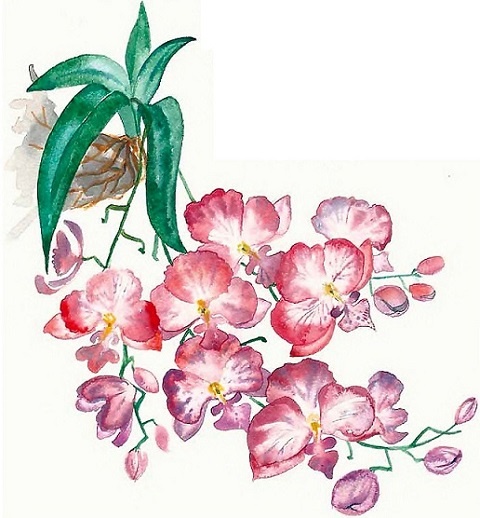 Иллюстрация к книге — Жизнь замечательных растений [zhizn_zamechatelny_rastenijj01381.jpg]