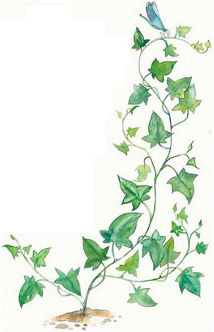 Иллюстрация к книге — Жизнь замечательных растений [zhizn_zamechatelny_rastenijj01391.jpg]