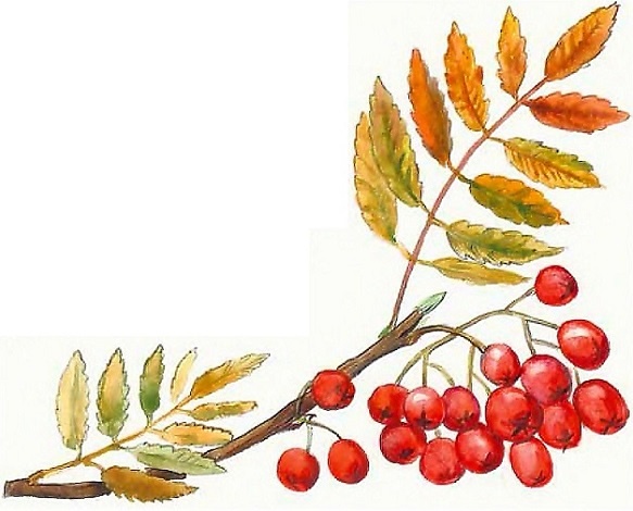 Иллюстрация к книге — Жизнь замечательных растений [zhizn_zamechatelny_rastenijj0140kopija1.jpg]