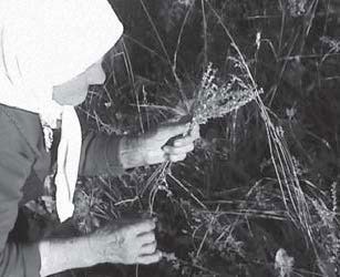 Иллюстрация к книге — Феномен куклы в традиционной и современной культуре. Кросскультурное исследование идеологии антропоморфизма [i_085.jpg]