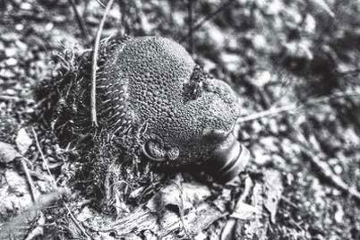 Иллюстрация к книге — Феномен куклы в традиционной и современной культуре. Кросскультурное исследование идеологии антропоморфизма [i_212.jpg]