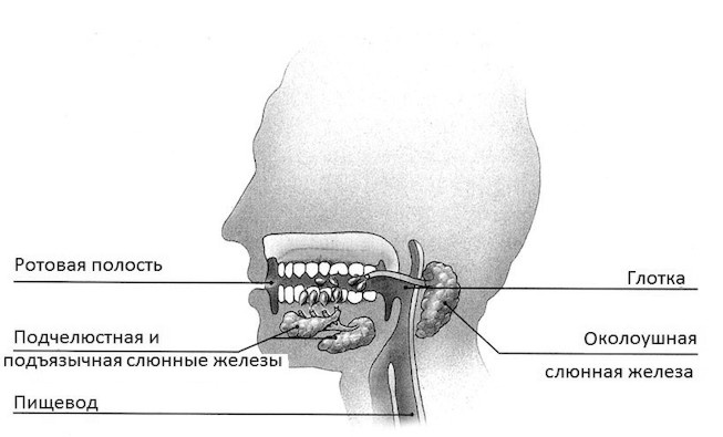 Иллюстрация к книге — Дети вегетарианцы [i_002.jpg]