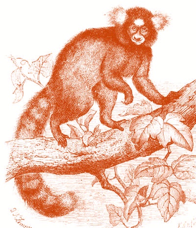 Иллюстрация к книге — Это неприлично. Руководство по сексу, манерам и премудростям замужества для викторианской леди [i_045.jpg]