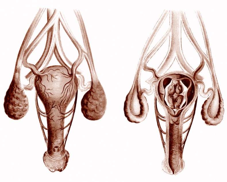 Иллюстрация к книге — Это неприлично. Руководство по сексу, манерам и премудростям замужества для викторианской леди [i_097.jpg]