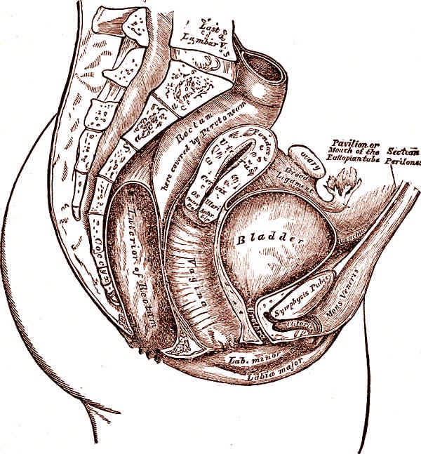 Иллюстрация к книге — Это неприлично. Руководство по сексу, манерам и премудростям замужества для викторианской леди [i_107.jpg]