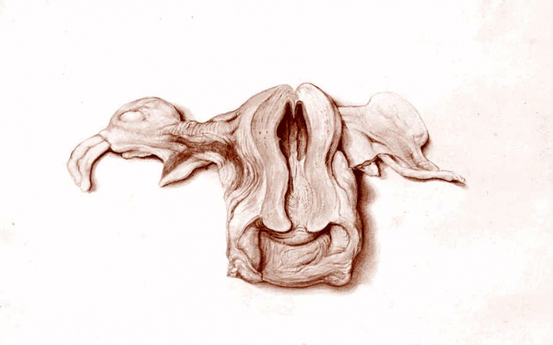 Иллюстрация к книге — Это неприлично. Руководство по сексу, манерам и премудростям замужества для викторианской леди [i_180.jpg]