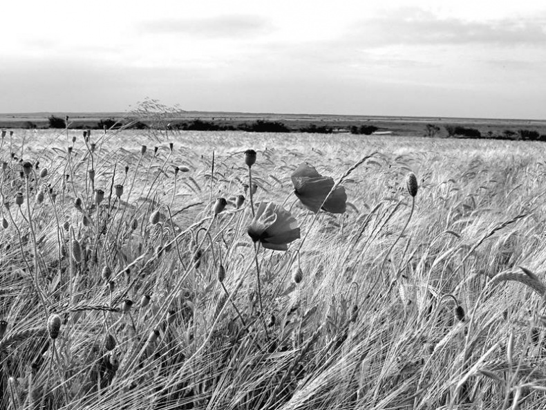 Иллюстрация к книге — 5 O&#039;clock и другие традиции Англии [i_030.jpg]