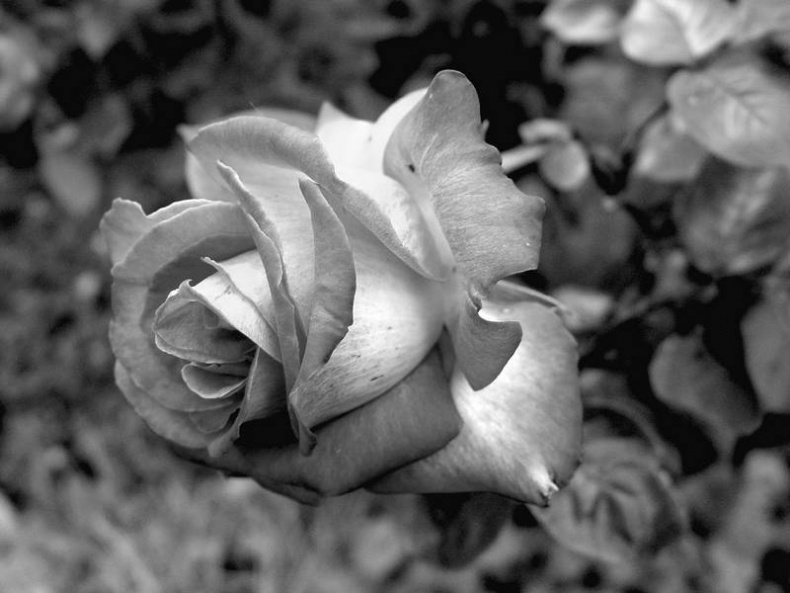 Иллюстрация к книге — 5 O&#039;clock и другие традиции Англии [i_083.jpg]