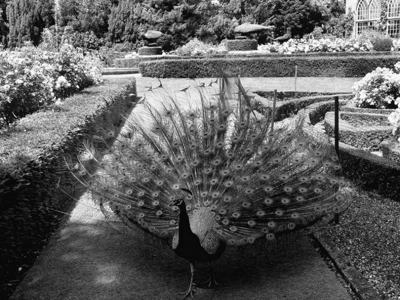 Иллюстрация к книге — 5 O&#039;clock и другие традиции Англии [i_089.jpg]