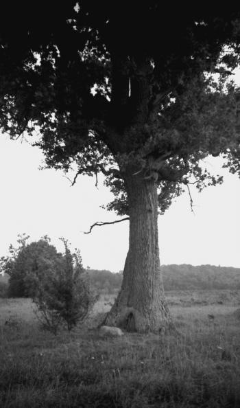 Иллюстрация к книге — Мегалиты Русской равнины [i_001.jpg]