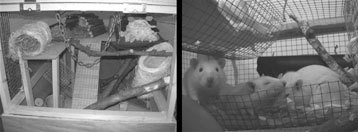 Иллюстрация к книге — Один день из жизни мозга. Нейробиология сознания от рассвета до заката [_3.jpg]