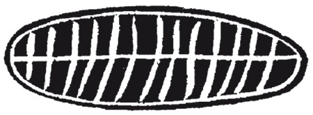 Иллюстрация к книге — Додинастический Египет. Лодка у истоков цивилизации [i_064.jpg]