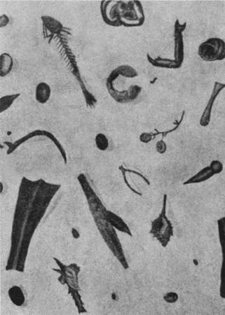 Иллюстрация к книге — Повседневная жизнь Древнего Рима через призму наслаждений [i_034.jpg]