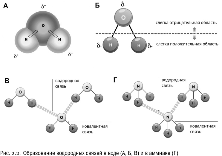 Иллюстрация к книге — От атомов к древу. Введение в современную науку о жизни [img_12.jpg]