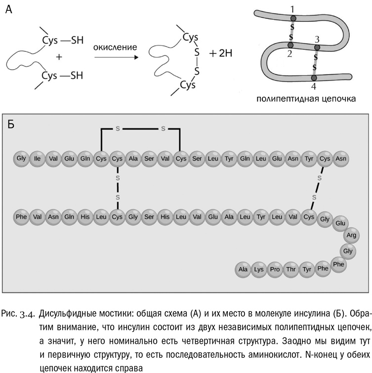 Иллюстрация к книге — От атомов к древу. Введение в современную науку о жизни [img_17.jpg]
