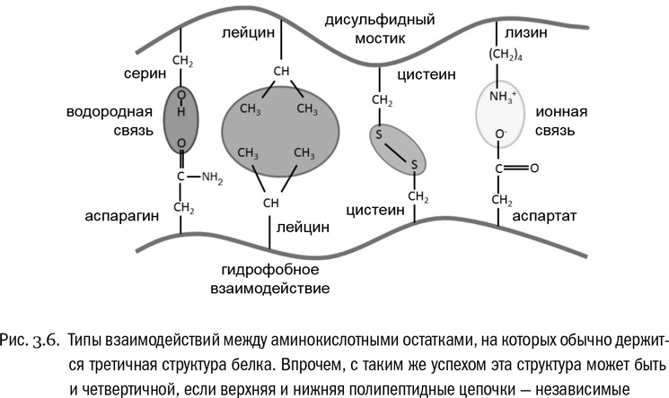 Иллюстрация к книге — От атомов к древу. Введение в современную науку о жизни [img_19.jpg]