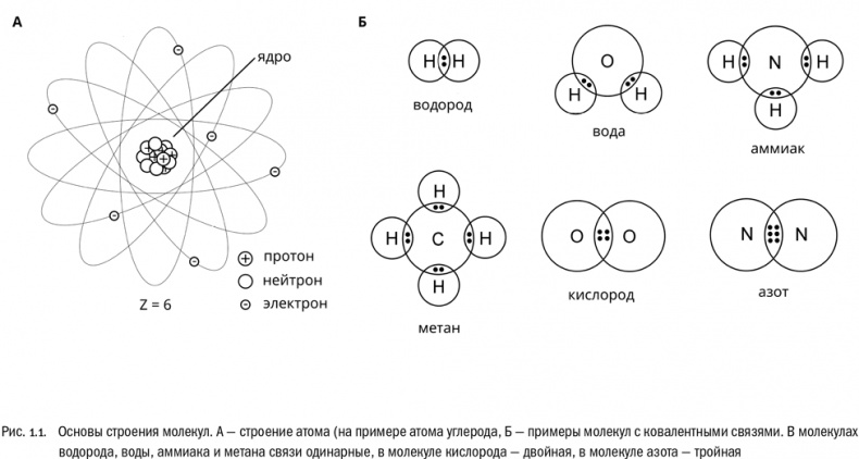 Иллюстрация к книге — От атомов к древу. Введение в современную науку о жизни [img_2.jpg]