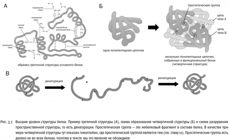 Иллюстрация к книге — От атомов к древу. Введение в современную науку о жизни [img_20.jpg]