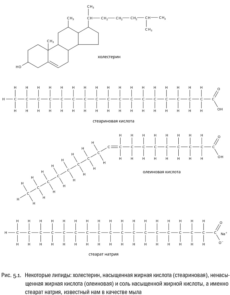 Иллюстрация к книге — От атомов к древу. Введение в современную науку о жизни [img_25.jpg]