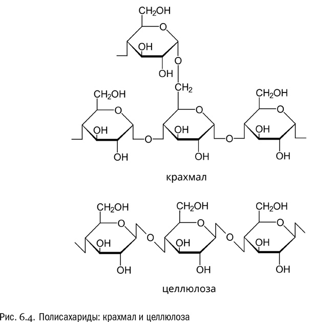Иллюстрация к книге — От атомов к древу. Введение в современную науку о жизни [img_33.jpg]