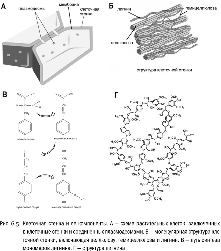 Иллюстрация к книге — От атомов к древу. Введение в современную науку о жизни [img_34.jpg]