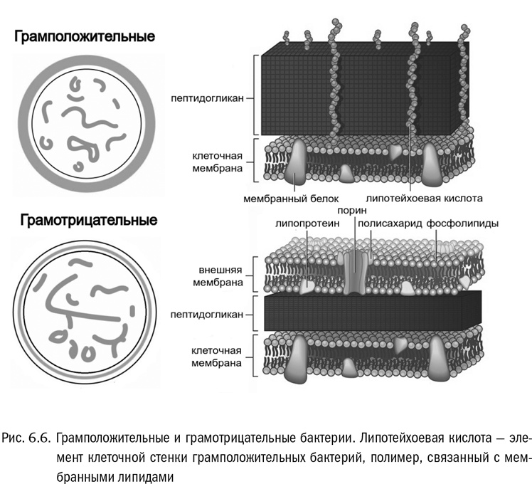 Иллюстрация к книге — От атомов к древу. Введение в современную науку о жизни [img_35.jpg]