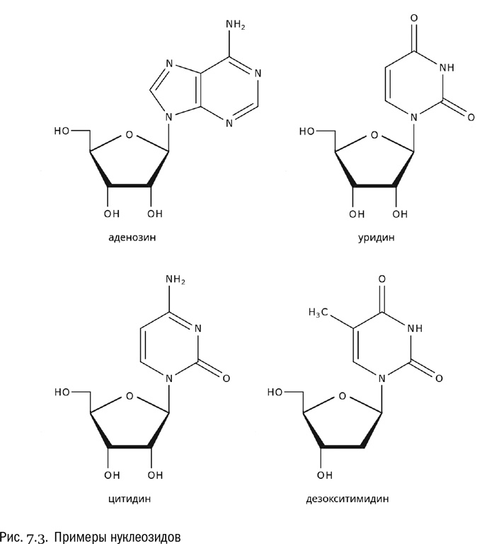 Иллюстрация к книге — От атомов к древу. Введение в современную науку о жизни [img_38.jpg]