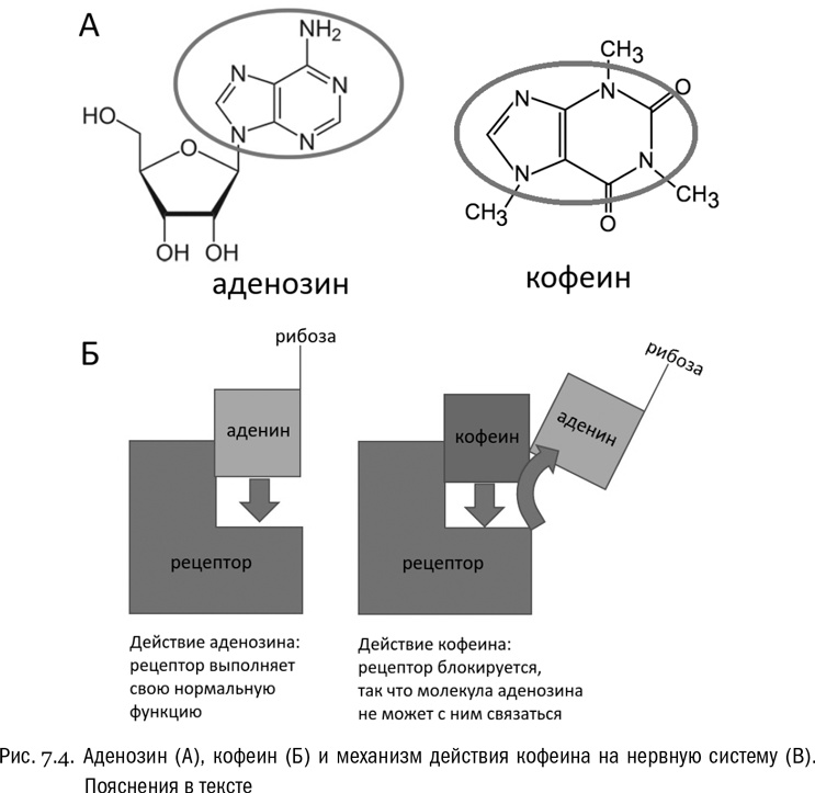 Иллюстрация к книге — От атомов к древу. Введение в современную науку о жизни [img_39.jpg]