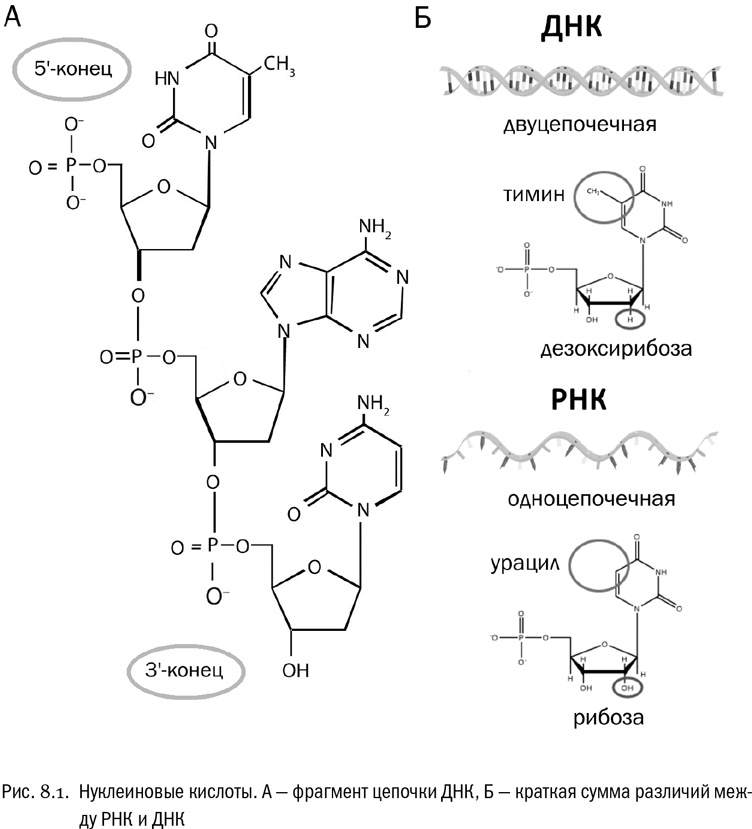 Иллюстрация к книге — От атомов к древу. Введение в современную науку о жизни [img_42.jpg]
