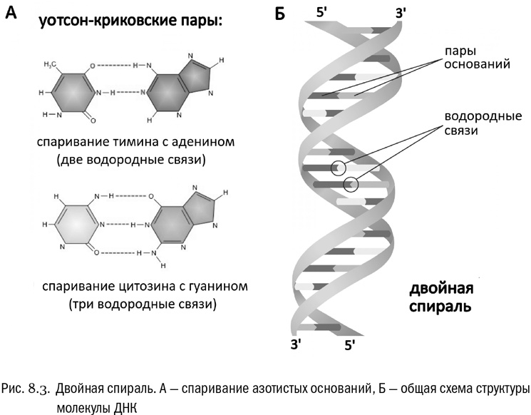 Иллюстрация к книге — От атомов к древу. Введение в современную науку о жизни [img_44.jpg]