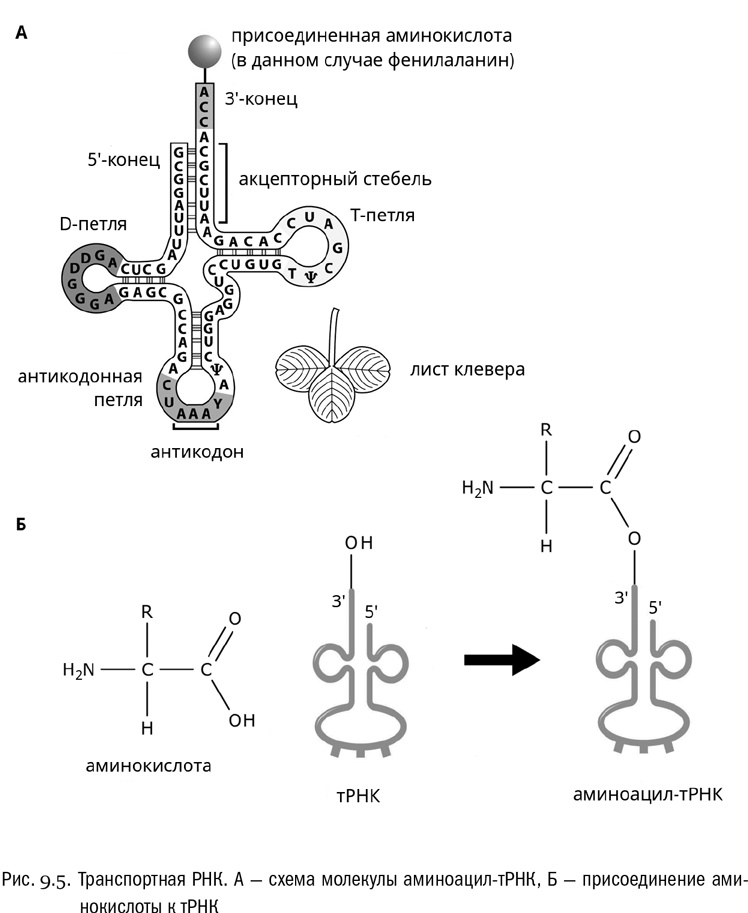 Иллюстрация к книге — От атомов к древу. Введение в современную науку о жизни [img_49.jpg]