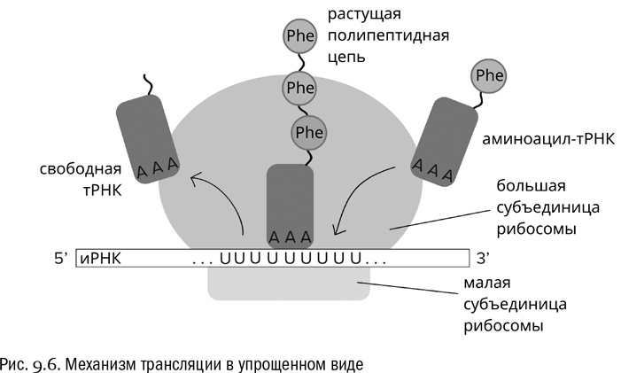 Иллюстрация к книге — От атомов к древу. Введение в современную науку о жизни [img_50.jpg]