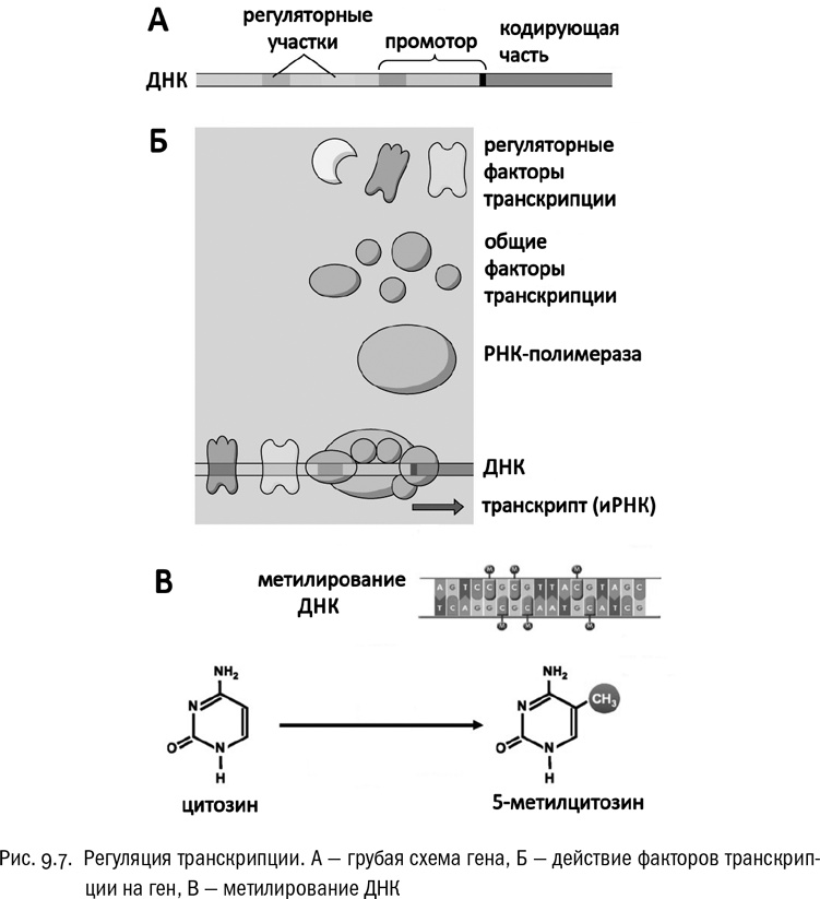 Иллюстрация к книге — От атомов к древу. Введение в современную науку о жизни [img_51.jpg]