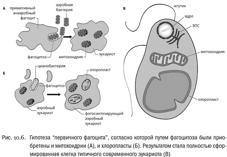Иллюстрация к книге — От атомов к древу. Введение в современную науку о жизни [img_58.jpg]