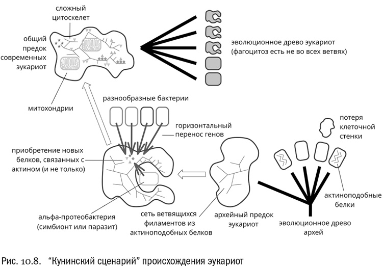 Иллюстрация к книге — От атомов к древу. Введение в современную науку о жизни [img_60.jpg]