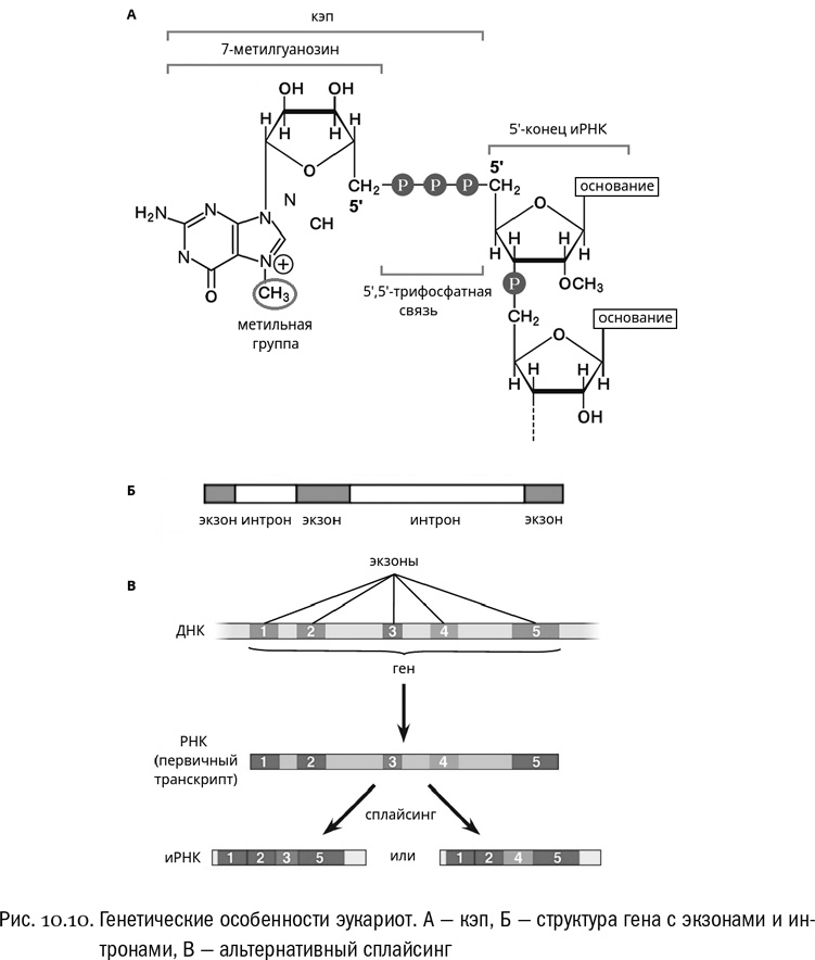 Иллюстрация к книге — От атомов к древу. Введение в современную науку о жизни [img_62.jpg]