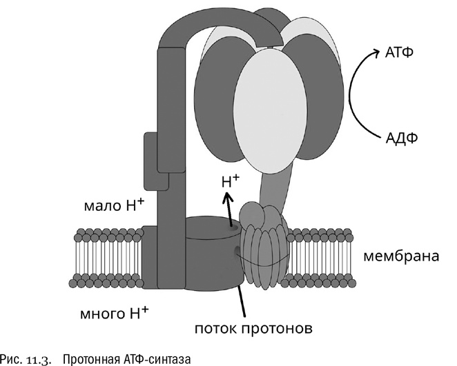 Иллюстрация к книге — От атомов к древу. Введение в современную науку о жизни [img_67.jpg]