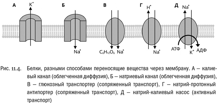 Иллюстрация к книге — От атомов к древу. Введение в современную науку о жизни [img_68.jpg]