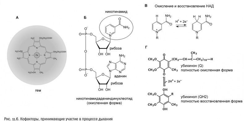 Иллюстрация к книге — От атомов к древу. Введение в современную науку о жизни [img_70.jpg]