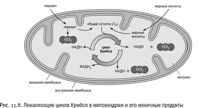 Иллюстрация к книге — От атомов к древу. Введение в современную науку о жизни [img_72.jpg]
