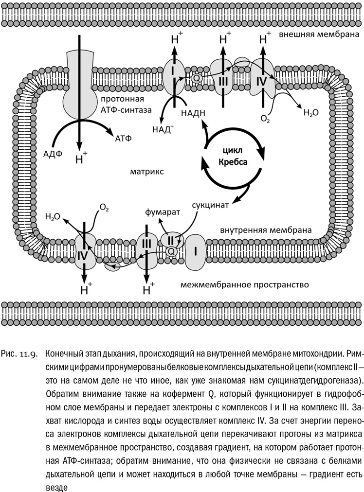 Иллюстрация к книге — От атомов к древу. Введение в современную науку о жизни [img_73.jpg]
