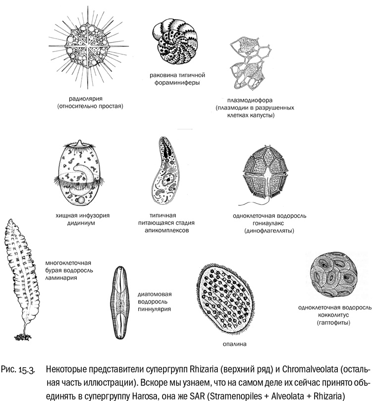 Иллюстрация к книге — От атомов к древу. Введение в современную науку о жизни [img_88.jpg]