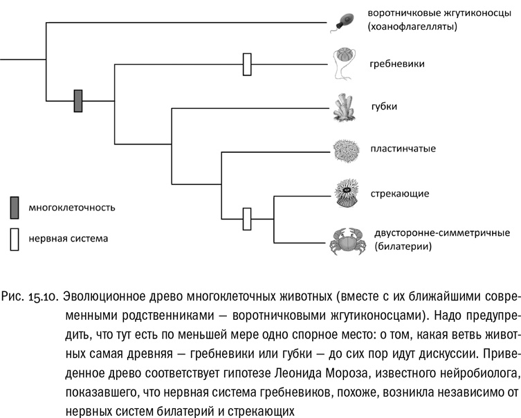 Иллюстрация к книге — От атомов к древу. Введение в современную науку о жизни [img_95.jpg]
