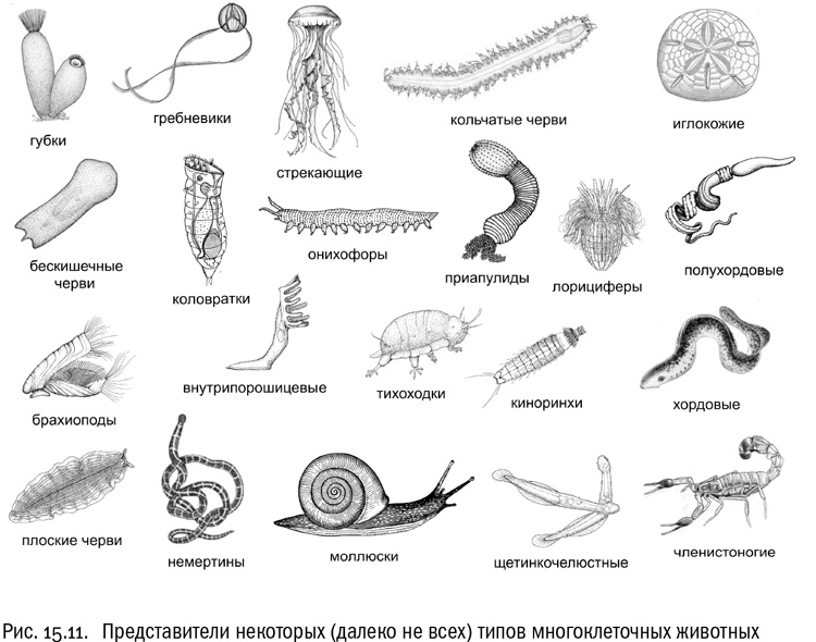 Иллюстрация к книге — От атомов к древу. Введение в современную науку о жизни [img_96.jpg]