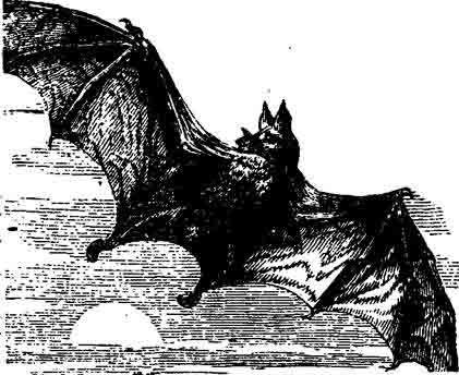 Иллюстрация к книге — История вампиров [i_006.jpg]