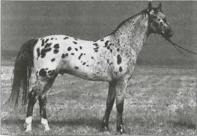 Иллюстрация к книге — Средневековая Испания [i_046.jpg]